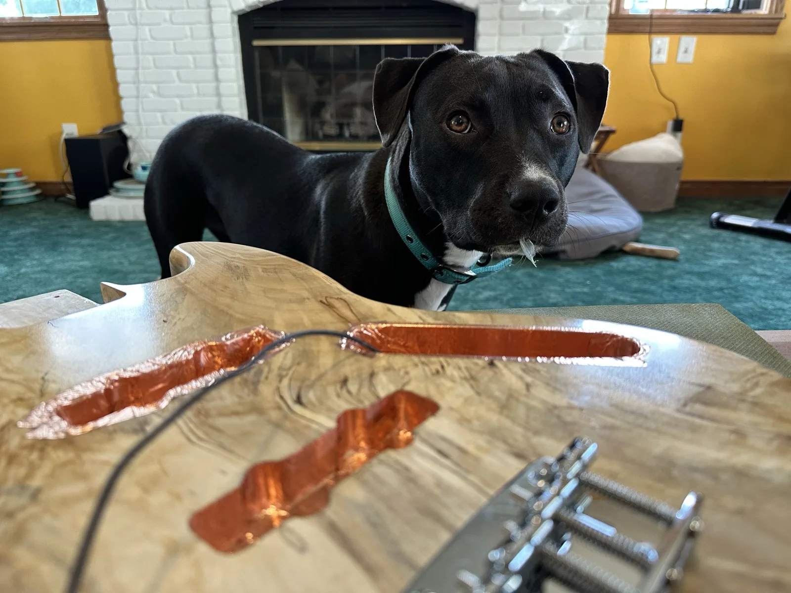 Dog watching over a guitar body during a build