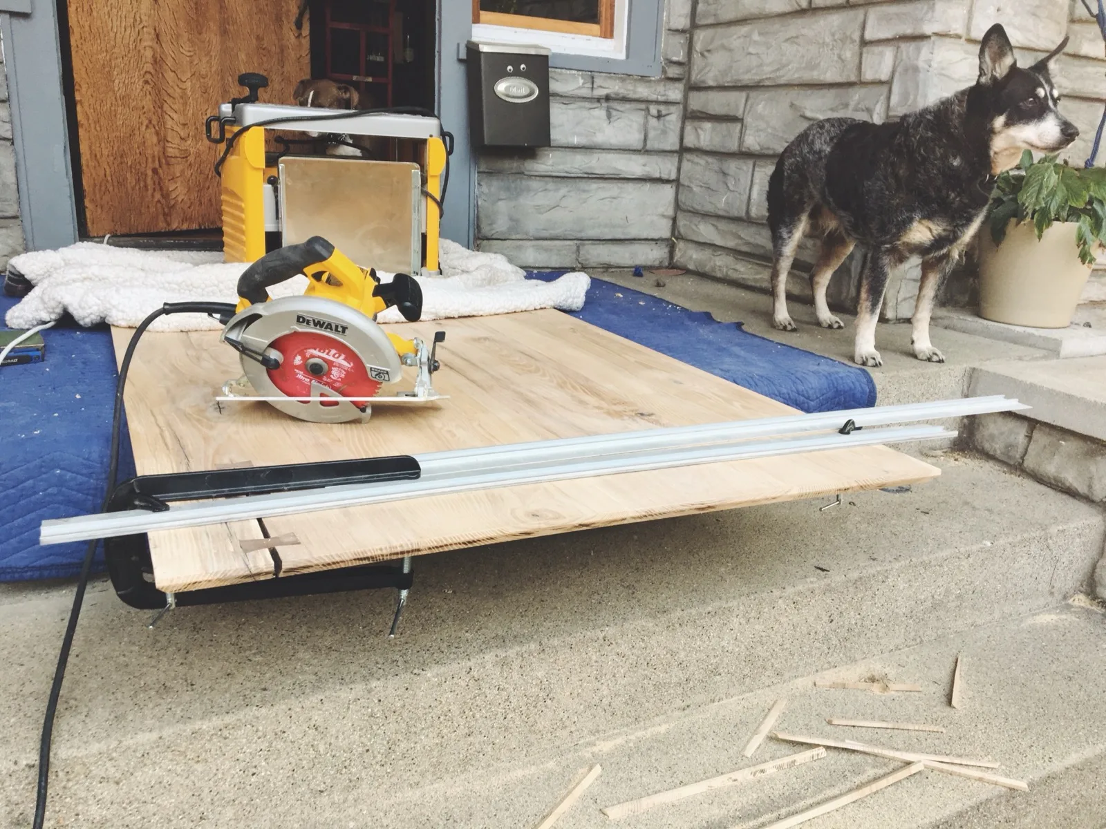 Circular saw cutting a live-edge board on a porch, with a dog watching